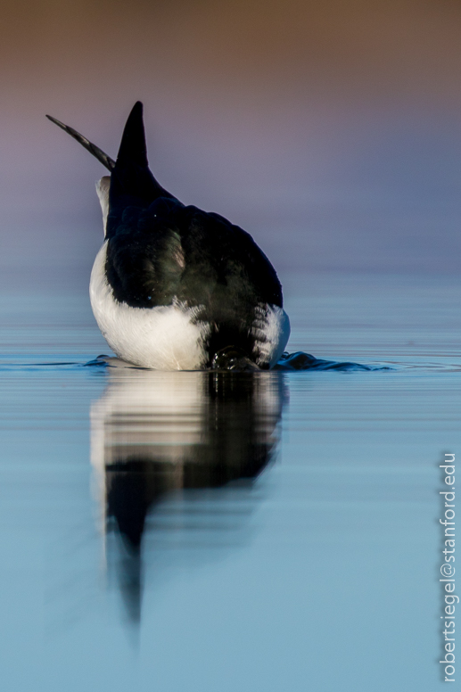 baylands